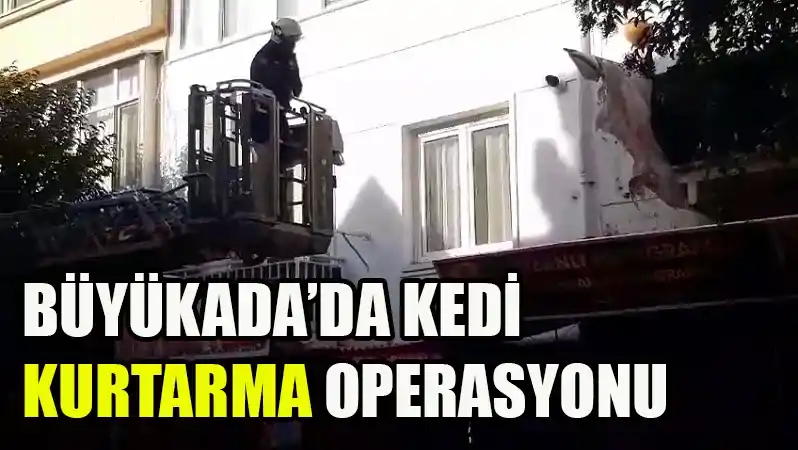 Büyükada Çınar Caddesi’nde Kedi Kurtarma Operasyonu