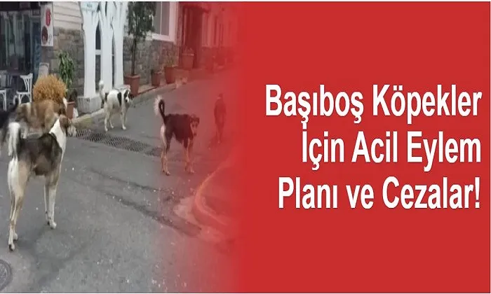 Başıboş Köpekler İçin Acil Eylem Planı ve Cezalar!