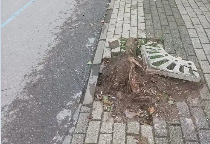 Fırtınada Devrilen Ağaç Yerine Yenisinin Dikilmemesi Tepki Çekti