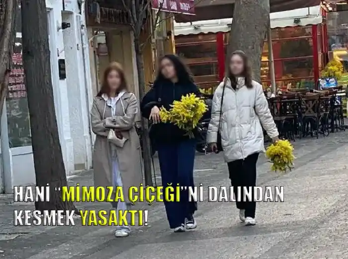 Adalar’da Mimoza Çiçeği Yasağı