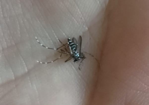 Adalar'da Asya Kaplanı Alarmı!