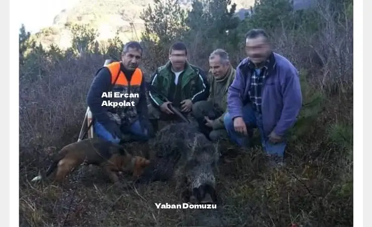 Adalar’da Sokak Köpeklerinin Toplanması Büyük Tepki Çekti: Vatandaşlar “Uyutma” Uygulamasına İsyan Ediyor