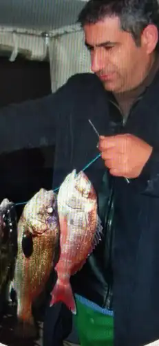 Adalar'da Sokak Köpeklerinin Toplanması Büyük Tepki Çekti: Vatandaşlar "Uyutma" Uygulamasına İsyan Ediyor