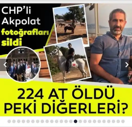 Adalar'da Sokak Köpeklerinin Toplanması Büyük Tepki Çekti: Vatandaşlar "Uyutma" Uygulamasına İsyan Ediyor