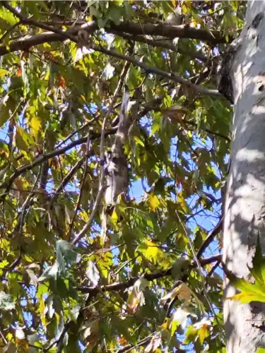 Heybeliada’da Tehlike Saçan Çınar Ağacı Alarm Veriyor