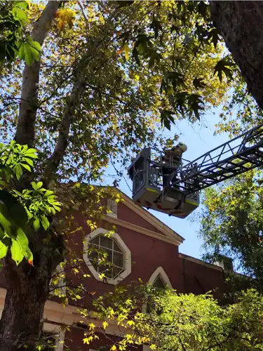 Heybeliada’da Tehlike Saçan Tarihi Çınar Ağacı İçin Müdahale: İstanbul İtfaiyesi Önlem Aldı