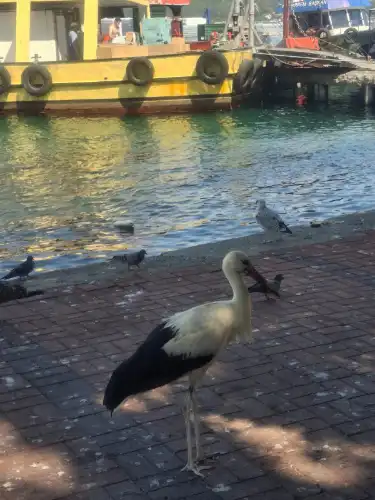 Sürüsünden Ayrı Düşen Leylek Burgazada’da İlgi Odağı Oldu