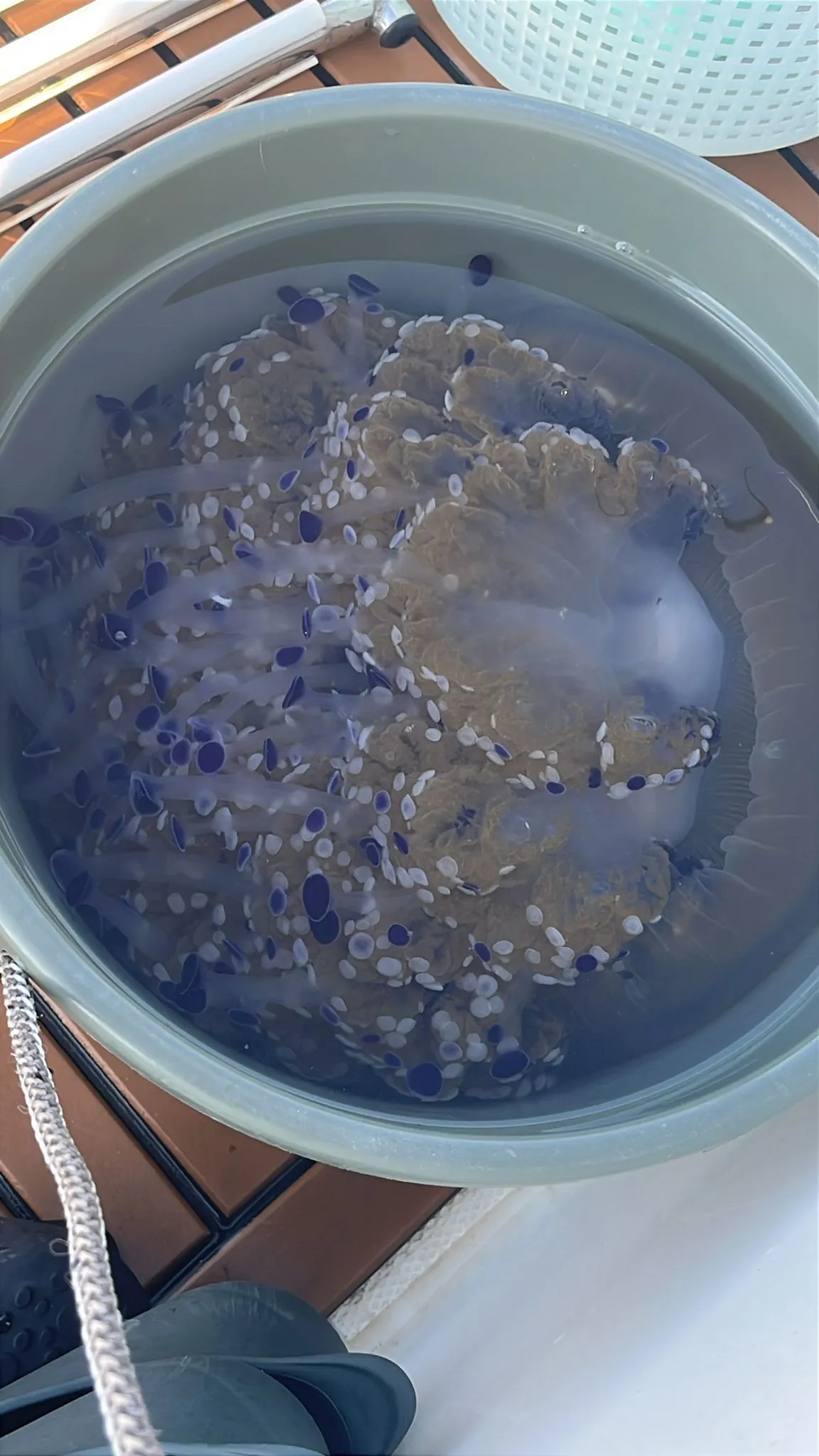 Adalar Açıklarında Görülen Göz Alıcı Denizanası Merak Uyandırdı: “Deniz Mantarı” Tehlikeli mi?