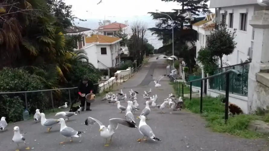 Büyükada’nın Hayvanları