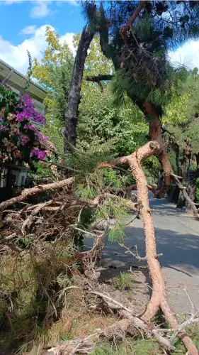 Heybeliada’da Devrilen Ağaç İtfaiyeyi Harekete Geçirdi