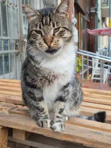 Adalar’ın Simgesi Tosi İçin Endişeli Arayış: Görenleriniz Var Mı?