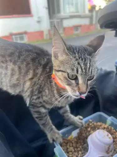 Büyükada’da Sahibini Arayan Parfüm Kokulu Dostumuz!