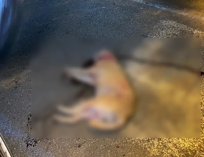 Heybeliada’da Gece Dehşeti: Plaj Köpeklerinin Saldırısı Mahallede Korku Yarattı