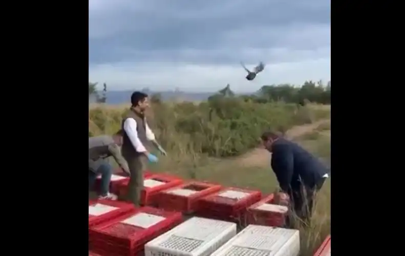 İstanbul Adalar’da Ekolojik Denge İçin 400 Sülün Doğaya Bırakıldı