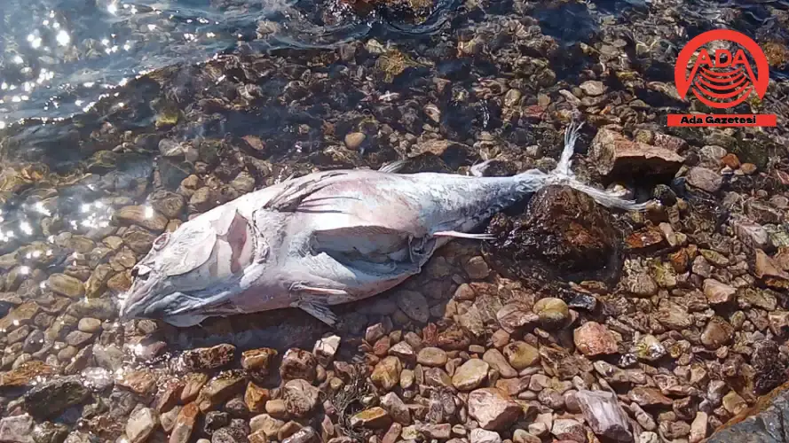 Kınalıada Sahilinde Endişelendiren Görüntü: Dev Orkinos Kıyıya Vurdu!