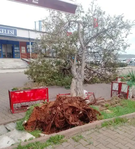 Kınalıada’da Şiddetli Rüzgar: Tören Alanındaki Ağaç Devrildi