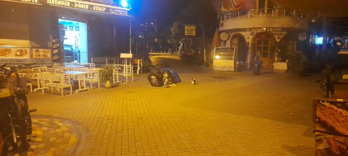 Lokanta Çöpleri Yol Ortasında: Sokak Hayvanları Ziyafet Sofrasında