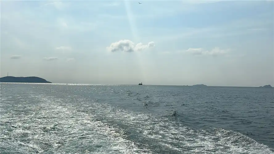 Marmara Denizi’nde Kırmızı Alarm: Boğaz’dan Adalar’a “Balık Soykırımı” ve Çöken Ekosistem Uyarısı