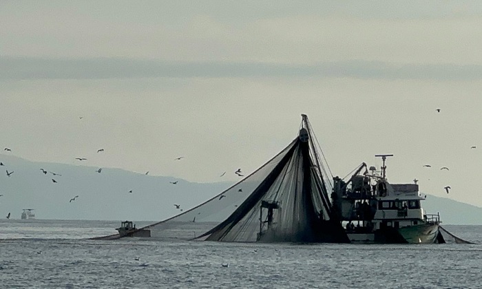 MARMARA’NIN ÇIĞLIĞI: GIRGIR AĞLARINDAKİ TEHLİKE VE 24 METRE SINIRININ BİLİMSEL GERÇEKLERİ