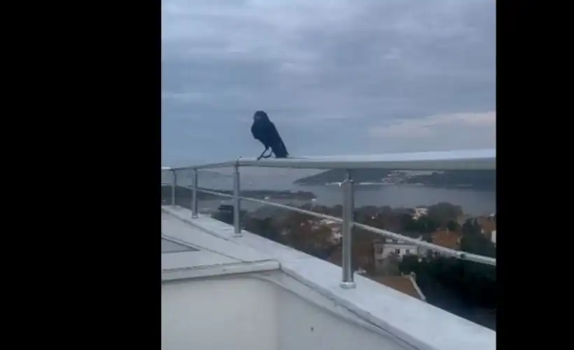 Burgazada’nın Sevimli Misafiri: Balkonun Müdavimi “Kara Murat”