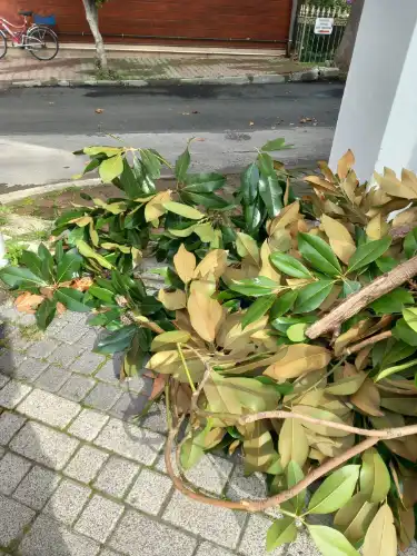 Büyükada’da ‘Ağaç Hoyratlığı’ Tepkisi: Dallar Kesilip Kaldırıma Atıldı