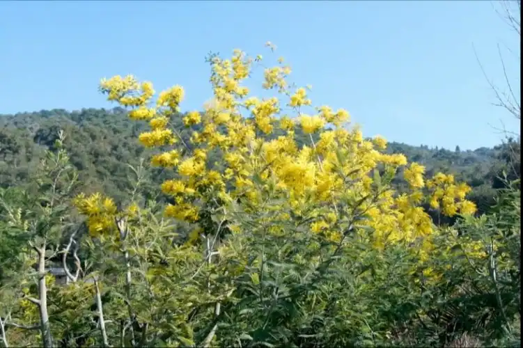 Büyükada’nın Çiçekleri ve Ağaçları