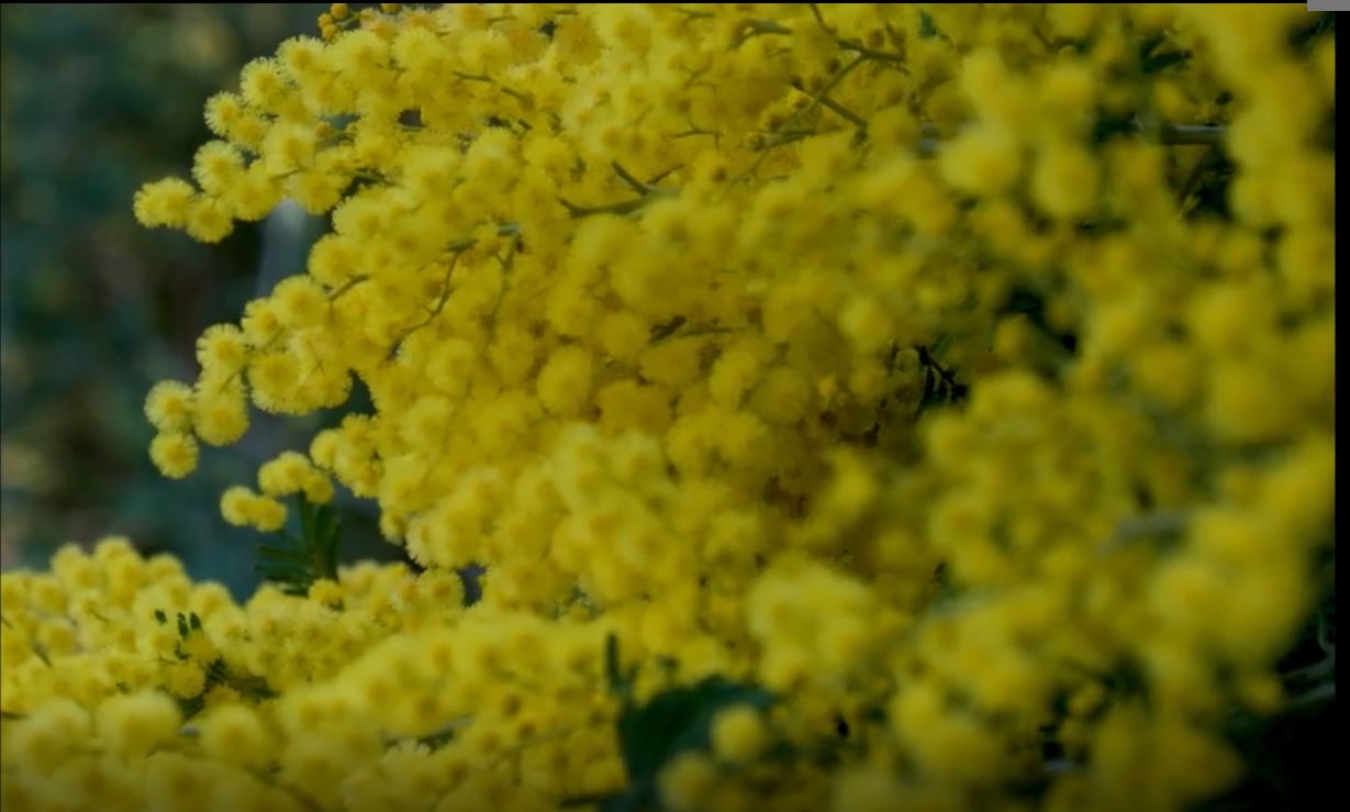 Hakan Tosun Anısına: Mimoza Çiçeği ve Adalar