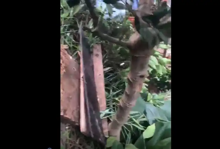 Heybeliada’da ‘Trafo’ Gerekçeli Ağaç Kıyımı: “Üzerinde Limonları Bile Vardı!”