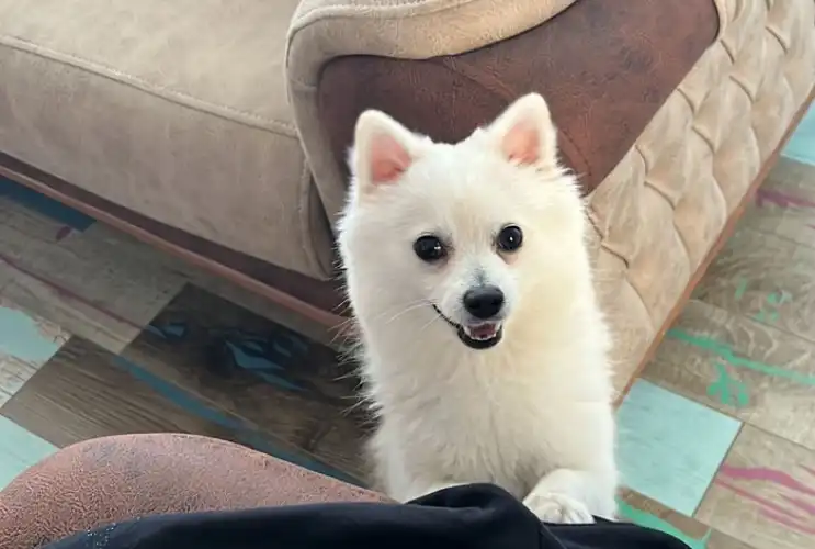 KINALIADA’DA KAYIP ALARMI: 2 Yaşındaki Beyaz Pomeranian Aranıyor!