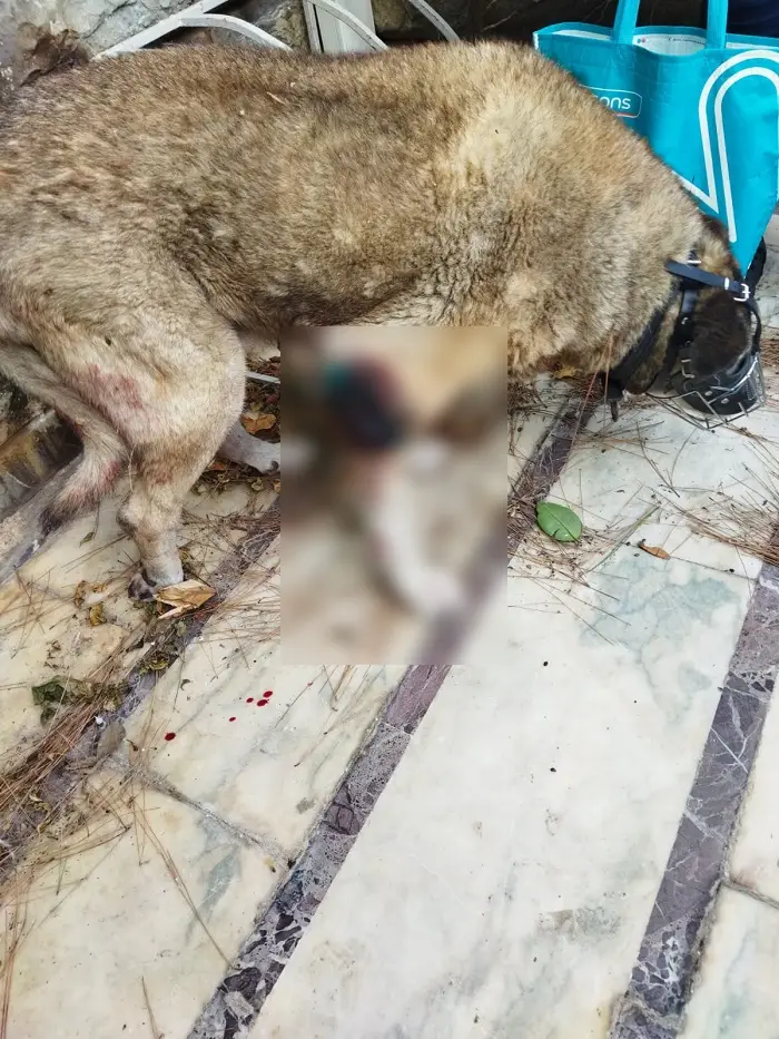 Kınalıada’da Peş Peşe Dehşet: Otobüsler İki Kardeş Köpeği Sakat Bıraktı