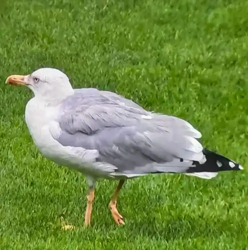 Seba’nın Martısı ve Bugünün Beşiktaşı: Kaybolan Kimliğin Maçı