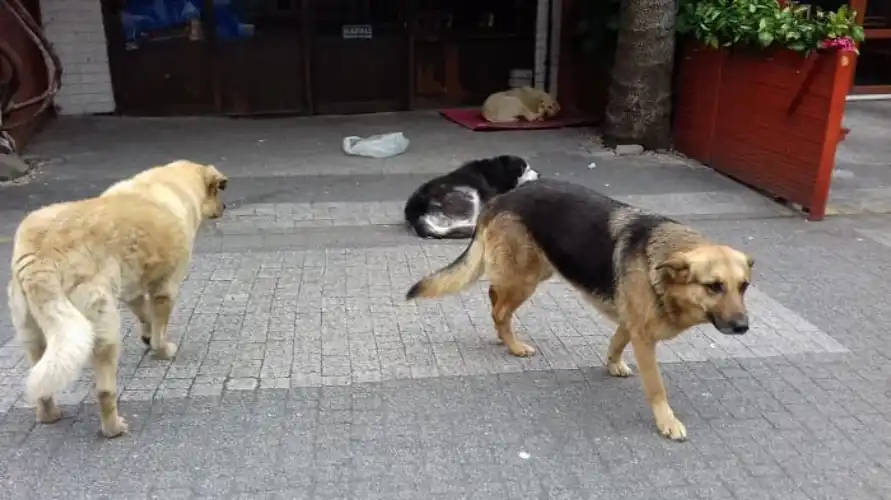 Sokak Hayvanları Üzerinden ‘Rant’ Tartışması Büyüyor: Bu İddialar Adalar İçin Geçerli mi?