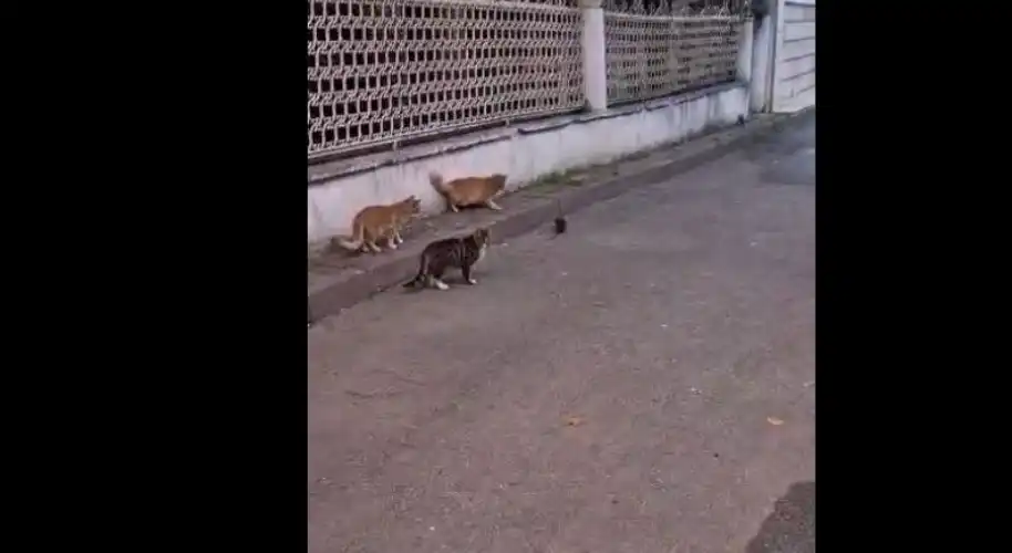 Adalar’da Fare Alarmı: Sokaklardaki Tehlike Halk Sağlığını Tehdit Ediyor!