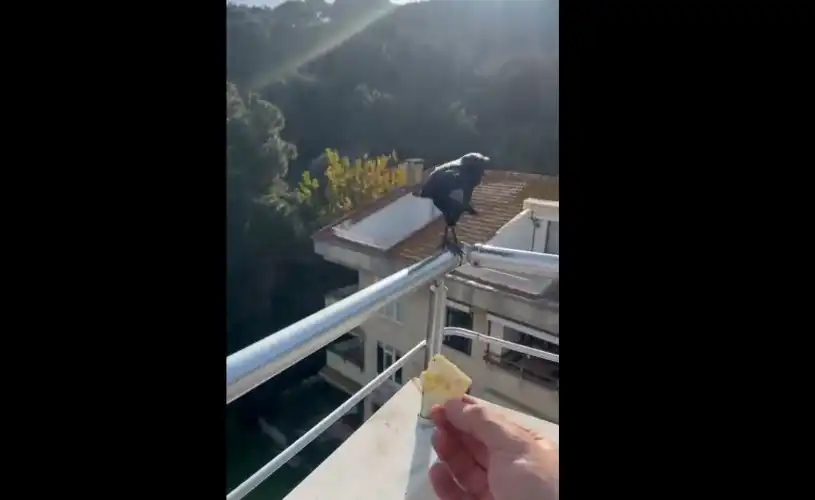 Burgazada’nın Maskotu “Kara Murat”: Lodos Bile Bu Dostluğa Engel Olamadı!