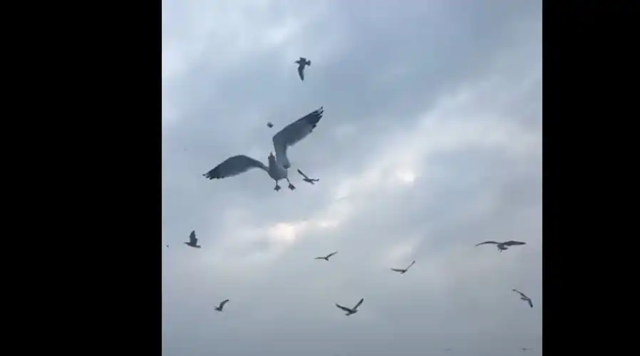 İstanbul’un Bitmeyen Senfonisi: Adalar Yolunda Martıların Dansı