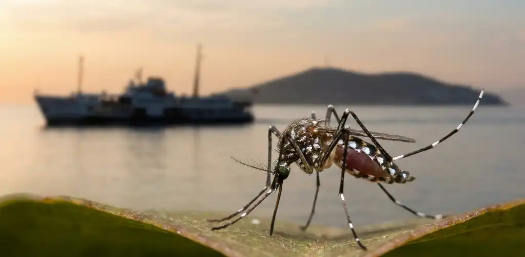Kış Ortasında Tropikal Tehdit: “Aedes” ve “Culex” Sivrisinekleri Adalar ve Marmara’ya Yerleşti!