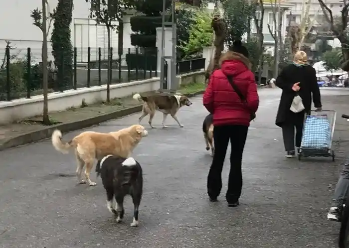 Ada sakinlerinden tepki: “Kaldırımlar ve yollar köpek dışkısından geçilmiyor”