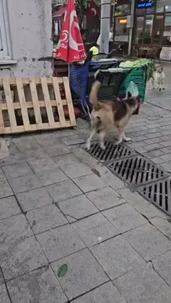 Görüntü Heybeliada Ayyıldız Caddesi’nden