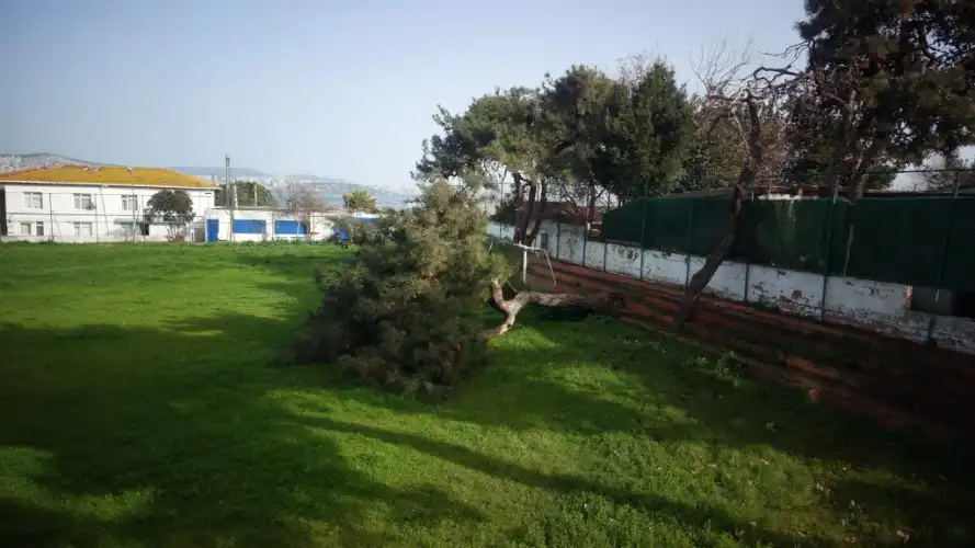 Kınalıada’nın Sessiz Tanığı Fırtınaya Yenildi: Asırlık Çam Ağacı Devrildi