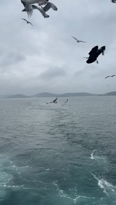 Marmara’da Hava Savaşı: Martıların Simit Tahtına Kargalar Göz Dikti!