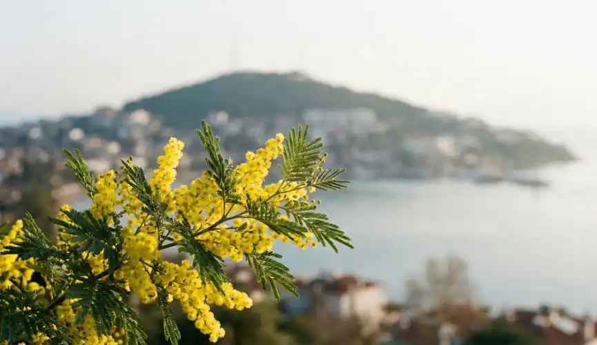 Adalar’da Baharın En Güzel Habercisi: 2026 Mimoza Festivali