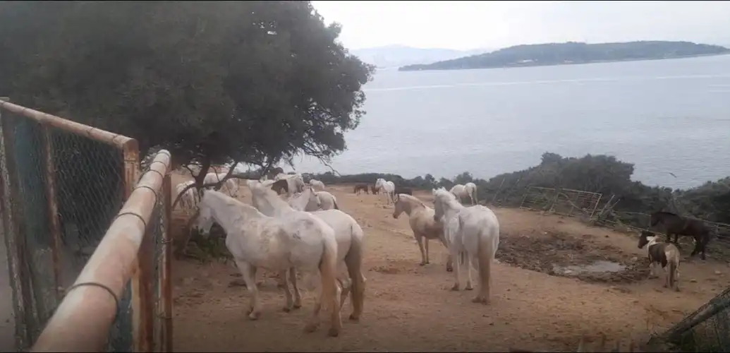 Büyükada’da Atların Dramı: “Faytonlar Gitti, Atların Geleceği Meçhul”