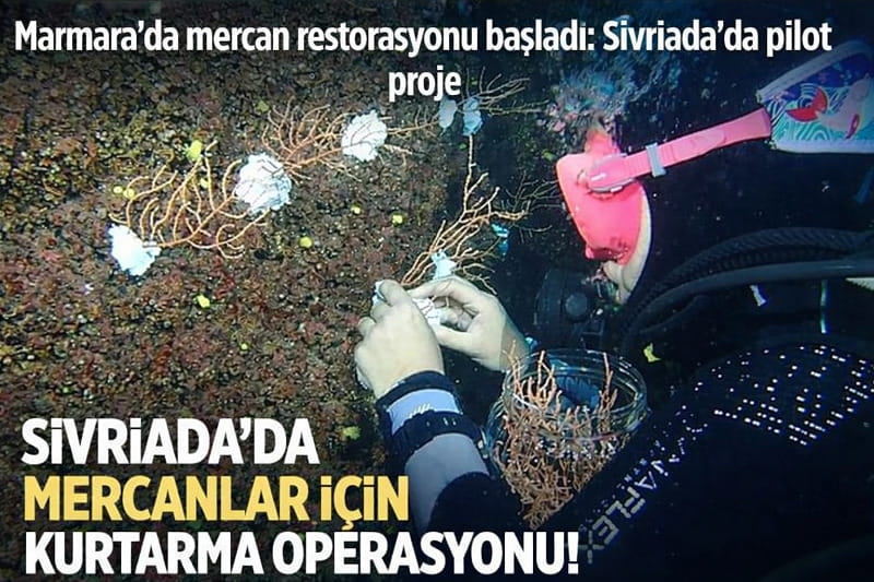 Marmara’da mercan restorasyonu başladı: Hayırsız Ada’da pilot proje
