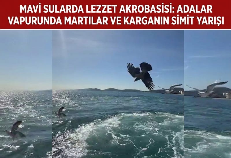 Mavi Sularda Lezzet Akrobasisi: Adalar Vapurunda Martılar ve Karganın Simit Yarışı