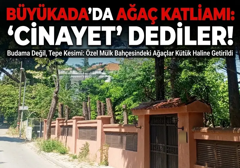 Büyükada’da “Budama” Adı Altında Ağaç Katliamı: Uzmanlar “Cinayet” Diyor