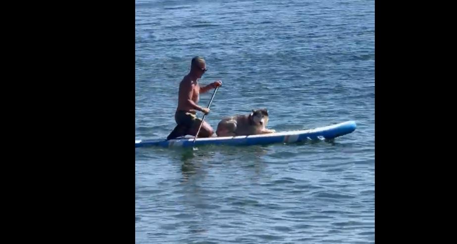 Burgazada’da Sibirya Kurdunun Sörf Tahtasındaki Deniz Keyfi Kamerada