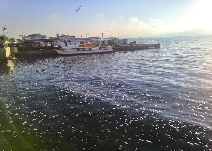 Kınalıada Sahillerinde Yaz Hareketliliği: Deniz Köpüğü ve Yosunlar Kamerada