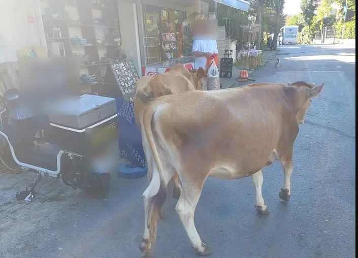 Büyükada Sokaklarında Sürpriz Ziyaretçiler: Başboş İnekler Hem Güldürdü Hem Korkuttu!