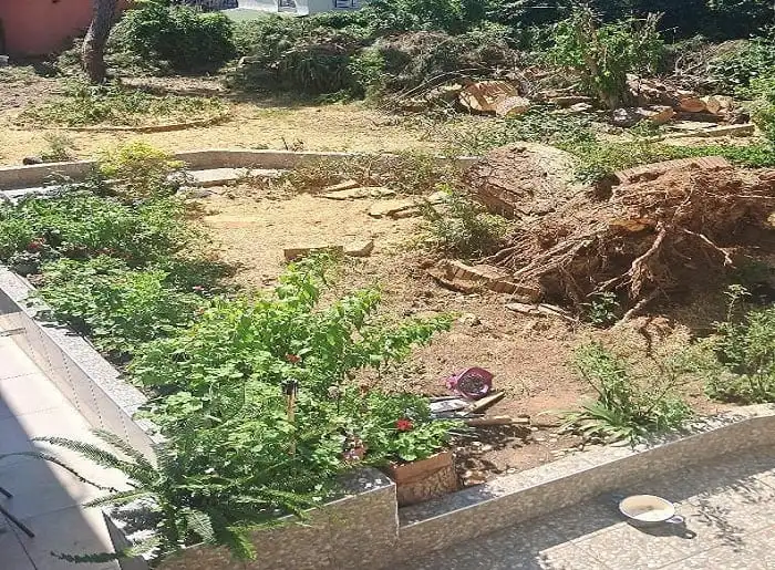 Büyükada’da 500 Yıllık Tarihi Çınar Devrildi: Köşk Sakinleri Deprem Oldu Sandı