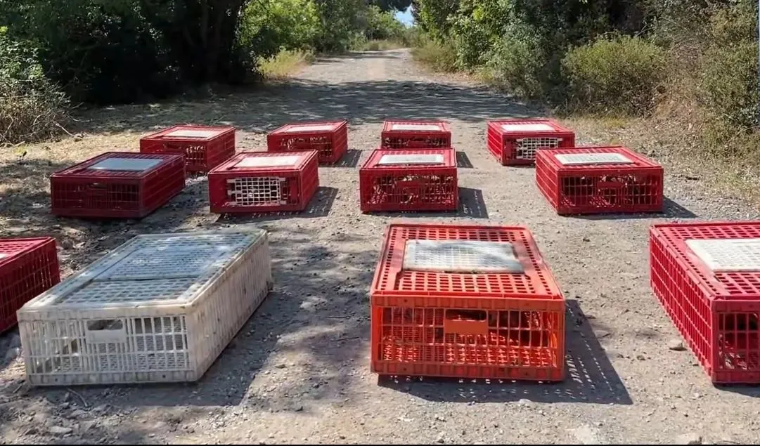 Büyükada’da Kene Ve Tarım Zararlılarıyla Doğal Mücadele: 1000 Sülün Doğaya Salındı